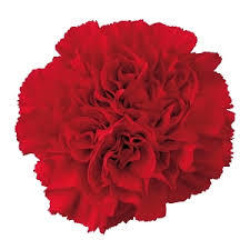 Carnation januarys birth flower shown here in red - garnet colour.